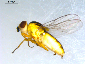  ( - 10PROBE-09496)  @12 [ ] CreativeCommons - Attribution (2011) CBG Photography Group Centre for Biodiversity Genomics