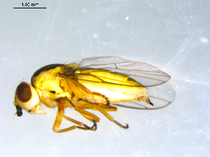  ( - 10PROBE-09516)  @12 [ ] CreativeCommons - Attribution (2011) CBG Photography Group Centre for Biodiversity Genomics