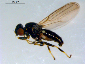  ( - 10PROBE-09518)  @13 [ ] CreativeCommons - Attribution (2011) CBG Photography Group Centre for Biodiversity Genomics