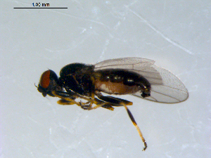  ( - 10PROBE-09519)  @13 [ ] CreativeCommons - Attribution (2011) CBG Photography Group Centre for Biodiversity Genomics