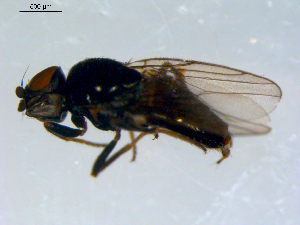 ( - 10PROBE-09526)  @13 [ ] CreativeCommons - Attribution (2011) CBG Photography Group Centre for Biodiversity Genomics