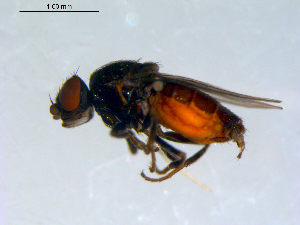  ( - 10PROBE-09543)  @13 [ ] CreativeCommons - Attribution (2011) CBG Photography Group Centre for Biodiversity Genomics