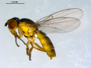  ( - 10PROBE-09544)  @13 [ ] CreativeCommons - Attribution (2011) CBG Photography Group Centre for Biodiversity Genomics