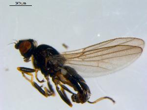  ( - 10PROBE-09550)  @14 [ ] CreativeCommons - Attribution (2011) CBG Photography Group Centre for Biodiversity Genomics