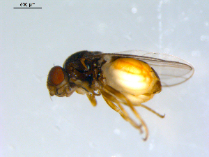  ( - 10PROBE-09556)  @12 [ ] CreativeCommons - Attribution (2011) CBG Photography Group Centre for Biodiversity Genomics