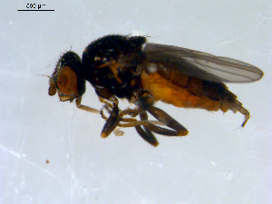  ( - 10PROBE-09564)  @13 [ ] CreativeCommons - Attribution (2011) CBG Photography Group Centre for Biodiversity Genomics