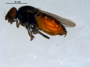  ( - 10PROBE-09565)  @13 [ ] CreativeCommons - Attribution (2011) CBG Photography Group Centre for Biodiversity Genomics
