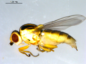  ( - 10PROBE-09572)  @13 [ ] CreativeCommons - Attribution (2011) CBG Photography Group Centre for Biodiversity Genomics
