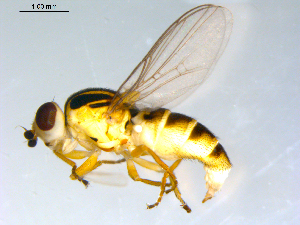  ( - 10PROBE-09573)  @13 [ ] CreativeCommons - Attribution (2011) CBG Photography Group Centre for Biodiversity Genomics