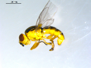  ( - 10PROBE-09575)  @13 [ ] CreativeCommons - Attribution (2011) CBG Photography Group Centre for Biodiversity Genomics
