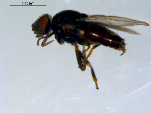  ( - 10PROBE-09577)  @13 [ ] CreativeCommons - Attribution (2011) CBG Photography Group Centre for Biodiversity Genomics