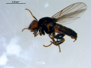  ( - 10PROBE-09580)  @13 [ ] CreativeCommons - Attribution (2011) CBG Photography Group Centre for Biodiversity Genomics