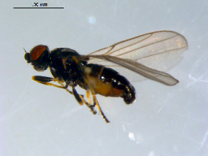  ( - 10PROBE-09585)  @14 [ ] CreativeCommons - Attribution (2011) CBG Photography Group Centre for Biodiversity Genomics