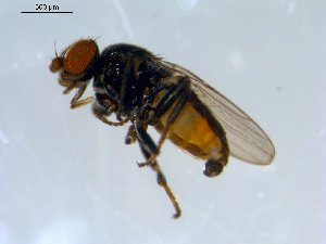  ( - 10PROBE-09588)  @13 [ ] CreativeCommons - Attribution (2011) CBG Photography Group Centre for Biodiversity Genomics