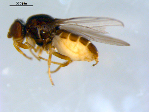  ( - 10PROBE-09589)  @13 [ ] CreativeCommons - Attribution (2011) CBG Photography Group Centre for Biodiversity Genomics