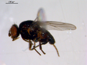  ( - 10PROBE-11396)  @14 [ ] CreativeCommons - Attribution (2011) CBG Photography Group Centre for Biodiversity Genomics