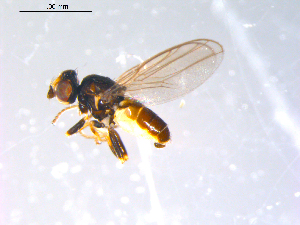  ( - 10PROBE-11414)  @13 [ ] CreativeCommons - Attribution (2011) CBG Photography Group Centre for Biodiversity Genomics