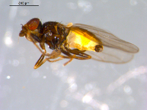  ( - 10PROBE-11415)  @12 [ ] CreativeCommons - Attribution (2011) CBG Photography Group Centre for Biodiversity Genomics
