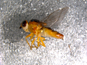  ( - 10PROBE-11420)  @13 [ ] CreativeCommons - Attribution (2011) CBG Photography Group Centre for Biodiversity Genomics
