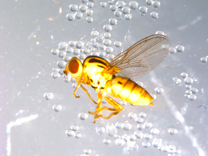  (Chlorops sp. TAW3 - 10PROBE-11434)  @12 [ ] CreativeCommons - Attribution (2011) CBG Photography Group Centre for Biodiversity Genomics