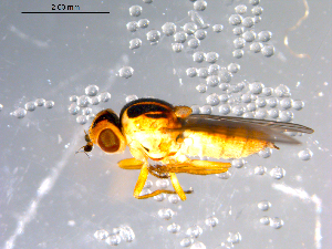 ( - 10PROBE-11436)  @13 [ ] CreativeCommons - Attribution (2011) CBG Photography Group Centre for Biodiversity Genomics
