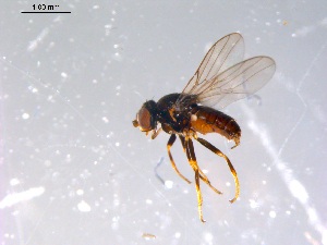  ( - 10PROBE-11458)  @14 [ ] CreativeCommons - Attribution (2011) CBG Photography Group Centre for Biodiversity Genomics