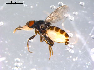  ( - 10PROBE-11472)  @14 [ ] CreativeCommons - Attribution (2011) CBG Photography Group Centre for Biodiversity Genomics