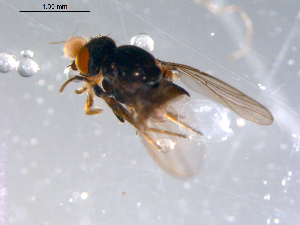  ( - 10PROBE-11479)  @13 [ ] CreativeCommons - Attribution (2011) CBG Photography Group Centre for Biodiversity Genomics
