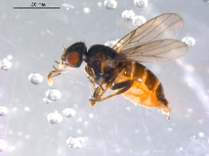  ( - 10PROBE-11485)  @14 [ ] CreativeCommons - Attribution (2011) CBG Photography Group Centre for Biodiversity Genomics