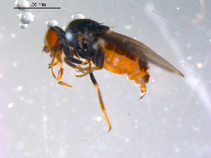  ( - 10PROBE-11487)  @13 [ ] CreativeCommons - Attribution (2011) CBG Photography Group Centre for Biodiversity Genomics