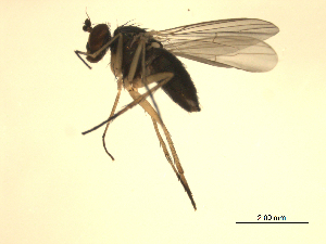  ( - 07PROBE-JW0008)  @13 [ ] CreativeCommons - Attribution (2010) CBG Photography Group Centre for Biodiversity Genomics