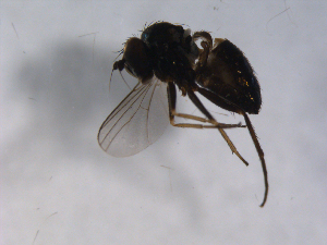  ( - 07PROBE-JW0011)  @12 [ ] CreativeCommons - Attribution (2010) CBG Photography Group Centre for Biodiversity Genomics