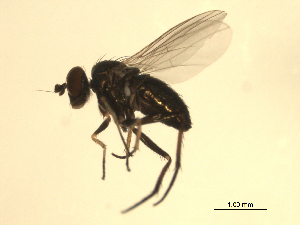  (Chrysotus sp. nr. obliquus - 07PROBE-JW0023)  @13 [ ] CreativeCommons - Attribution (2010) CBG Photography Group Centre for Biodiversity Genomics