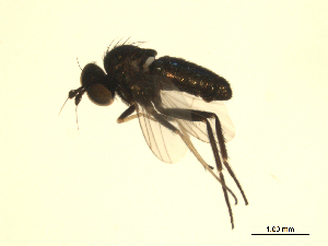  ( - 07PROBE-JW0039)  @12 [ ] CreativeCommons - Attribution (2010) CBG Photography Group Centre for Biodiversity Genomics