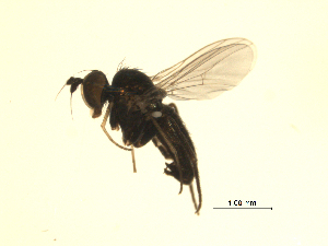  ( - 07PROBE-JW0040)  @12 [ ] CreativeCommons - Attribution (2010) CBG Photography Group Centre for Biodiversity Genomics