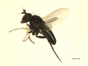  ( - 07PROBE-JW0041)  @12 [ ] CreativeCommons - Attribution (2010) CBG Photography Group Centre for Biodiversity Genomics