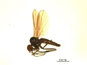  ( - 07PROBE-JW0063)  @12 [ ] CreativeCommons - Attribution (2010) CBG Photography Group Centre for Biodiversity Genomics