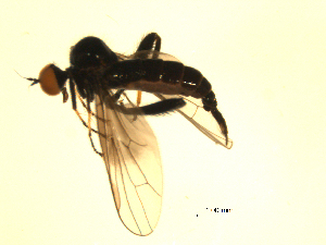  ( - 07PROBE-JW0085)  @13 [ ] CreativeCommons - Attribution (2010) CBG Photography Group Centre for Biodiversity Genomics