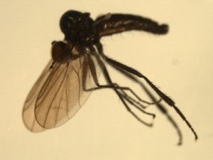  ( - 07PROBE-JW0092)  @12 [ ] CreativeCommons - Attribution (2010) CBG Photography Group Centre for Biodiversity Genomics