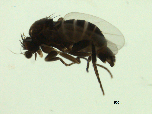  ( - 07PROBE-JW0146)  @12 [ ] CreativeCommons - Attribution (2010) CBG Photography Group Centre for Biodiversity Genomics
