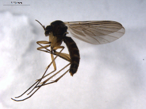  ( - 07PROBE-JW0213)  @12 [ ] CreativeCommons - Attribution (2010) CBG Photography Group Centre for Biodiversity Genomics
