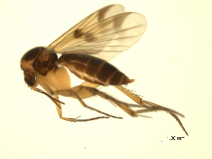  ( - 07PROBE-JW0232)  @13 [ ] CreativeCommons - Attribution (2010) CBG Photography Group Centre for Biodiversity Genomics