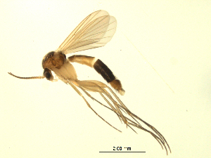  (Brevicornu sp. CJB03 - 07PROBE-JW0249)  @13 [ ] CreativeCommons - Attribution (2010) CBG Photography Group Centre for Biodiversity Genomics