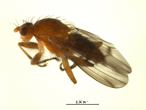  ( - 07PROBE-JW0253)  @13 [ ] CreativeCommons - Attribution (2010) CBG Photography Group Centre for Biodiversity Genomics