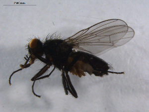  ( - 07PROBE-JW0376)  @13 [ ] CreativeCommons - Attribution (2010) CBG Photography Group Centre for Biodiversity Genomics