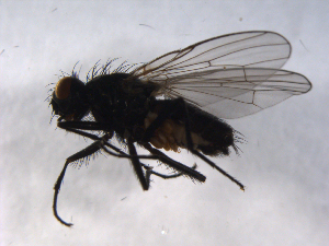  ( - 07PROBE-JW0389)  @13 [ ] CreativeCommons - Attribution (2010) CBG Photography Group Centre for Biodiversity Genomics