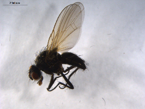  ( - 07PROBE-JW0400)  @12 [ ] CreativeCommons - Attribution (2010) CBG Photography Group Centre for Biodiversity Genomics