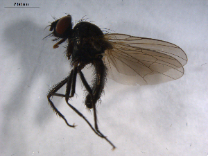  ( - 07PROBE-JW0401)  @12 [ ] CreativeCommons - Attribution (2010) CBG Photography Group Centre for Biodiversity Genomics