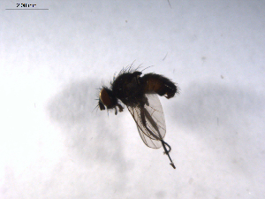  ( - 07PROBE-JW0446)  @12 [ ] CreativeCommons - Attribution (2010) CBG Photography Group Centre for Biodiversity Genomics