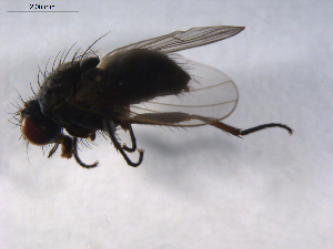  ( - 07PROBE-JW0468)  @13 [ ] CreativeCommons - Attribution (2010) CBG Photography Group Centre for Biodiversity Genomics